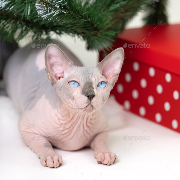 Canadian Sphynx Hairless Cat lying under Christmas tree with red polka dot gift box under it