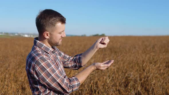 A Farmer in the Middle of a Soybean Field Examines the Grains of a Mature Plant and Pours Them From alt