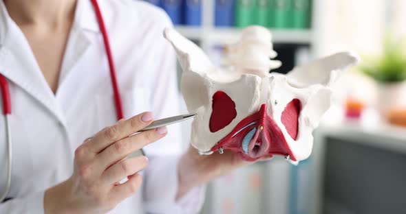 Doctor Holds Model of Pelvic Bone Closeup alt