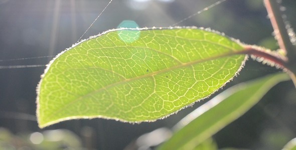 Spider Web on Leaf alt