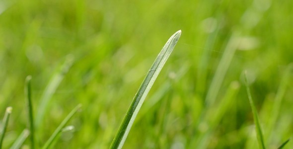 Grass 3 alt