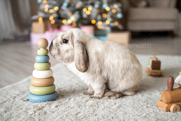 A pet rabbit with long floppy ears sniffs a baby pyramid