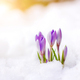beautiful spring flowers crocuses spring break out from under the snow - PhotoDune Item for Sale