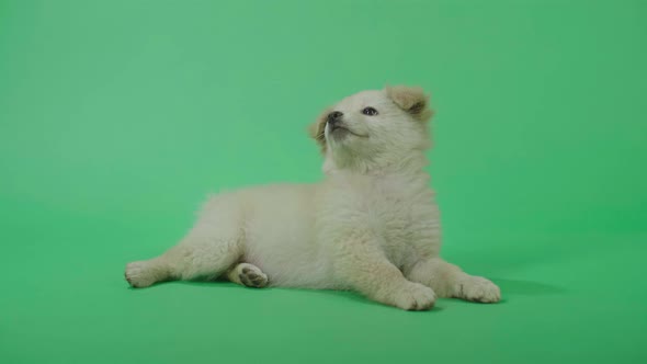 Full View Of A Laying Down White Dog Looking At The Green Screen Before Walking Away alt