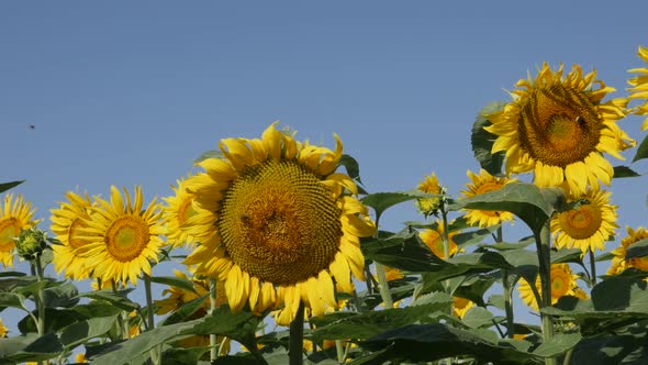 Passing by sunflower Helianthus annuus plant slow motion footage alt