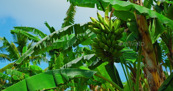 Raw green bananas on tree - Fresh long bananas on bunch in field tropical  fruit, Stock image