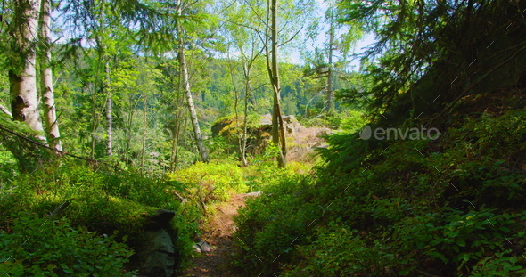 Narrow road in enchanted woodland forest. Green leaves of bushes. Light wind, fresh clean air