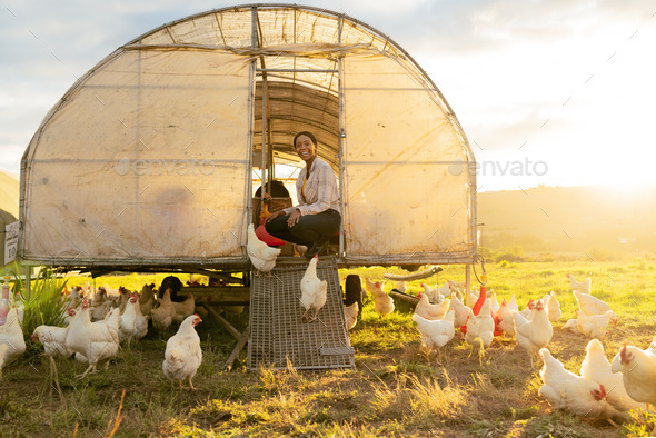 Poultry farm, black woman and chicken coop for sustainable farming outdoor on a field for meat, foo