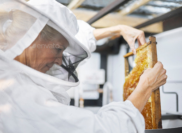Bee farm, honey frame and woman putting honeycomb into extractor machine in factory. Beekeeper, man