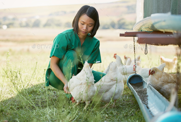 Farming, animal care and Asian woman with chicken for medical checkup, inspection and health exam.