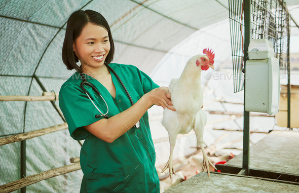 Animal veterinary, chicken farming and woman do medical assessment, inspection or health exam in he