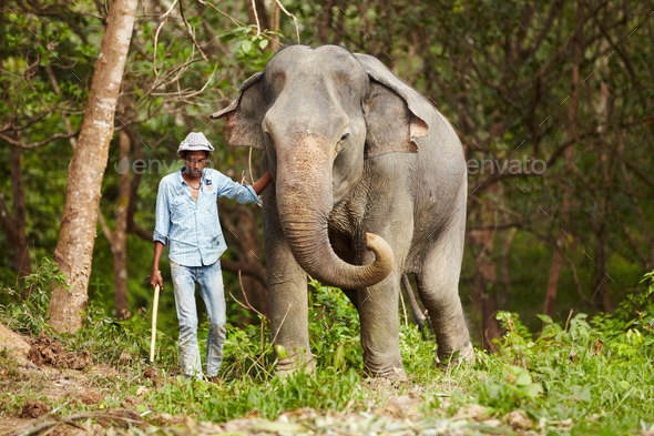 Leading the way. A Thai keeper leading an Asian elephant through the forest - Thailand.