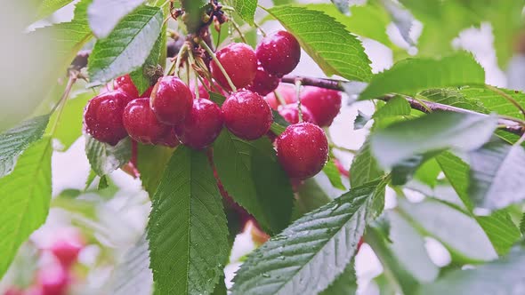 Macro of Red Wild Cherry Fruits with Leaves on a Tree Branch in Cluster