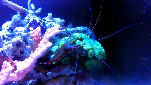 Tropical Doctor Shrimp On Coral