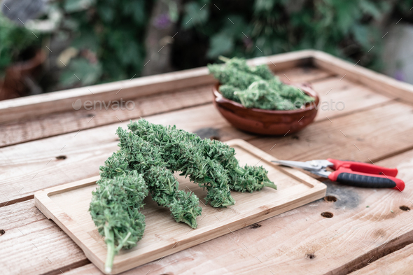marijuana plants on a rectangular wooden base on a small table next to pliers - Stock Photo - Images