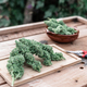 marijuana plants on a rectangular wooden base on a small table next to pliers - PhotoDune Item for Sale