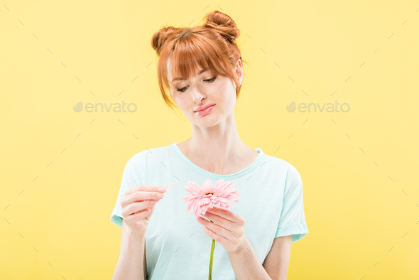 front view of pensive redhead young woman in t-shirt holding flower and tearing off petals isolated