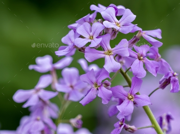 Closeup shot of purple flowers of Hesperis matronalis plant - Stock Photo - Images