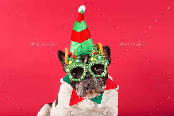 Funny cool dog wearing sunglasses and hat looking at camera