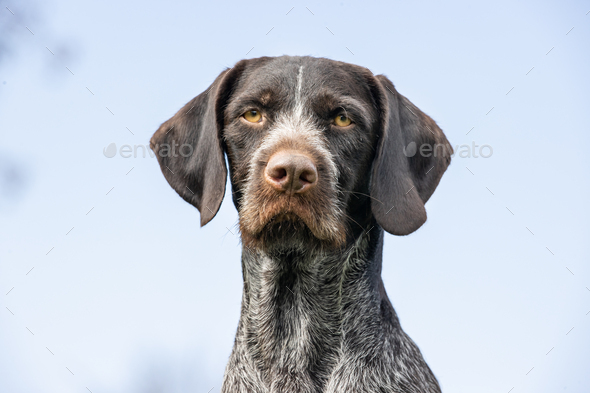 View of the rough-haired hunting dog under the blue sky