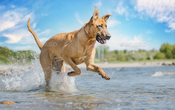 Selective focus of a broholmer (Danish Mastiff) dog having fun in the water - Stock Photo - Images