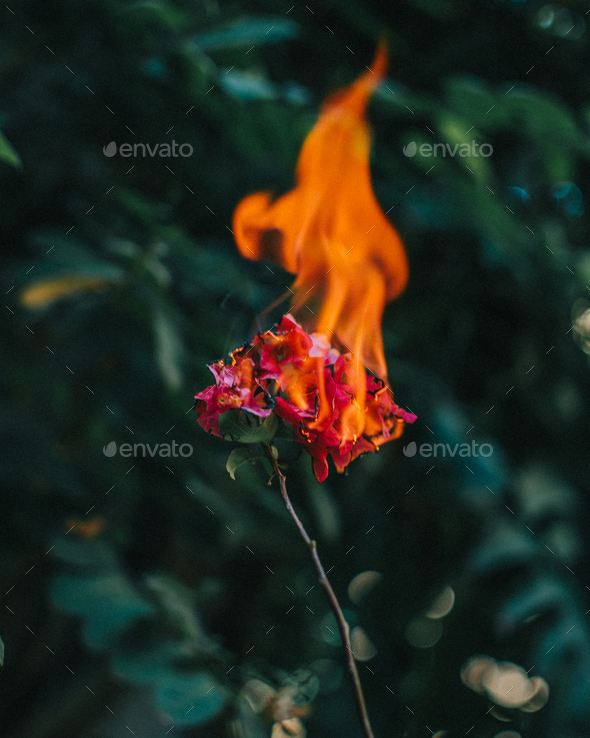 Vertical shot of a red flower on fire in a forest