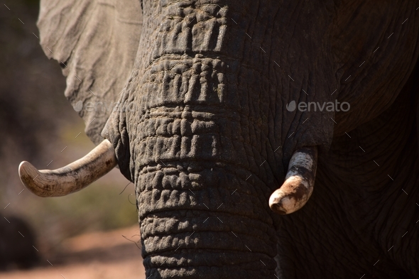 Elephant tusks and wrinkles