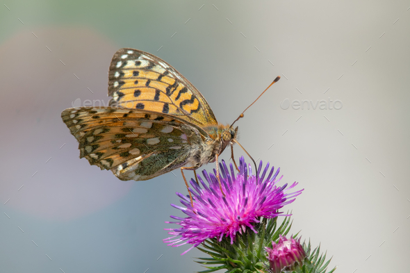 Closeup shot of a painted lady butterfly on a thistle flower - Stock Photo - Images