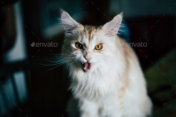 Angry Cat, #angry #cat #cute #maine-coon #animal #Katze #ga…