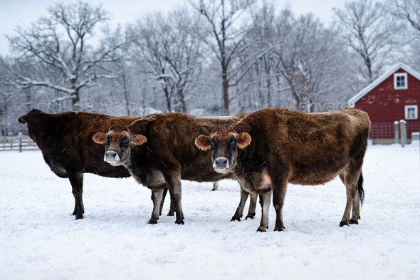 View of brown dairy cows on the farm during winter