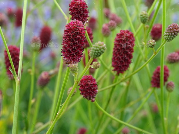 Closeup of Sanguisorba officinalis, commonly known as great burnet. - Stock Photo - Images