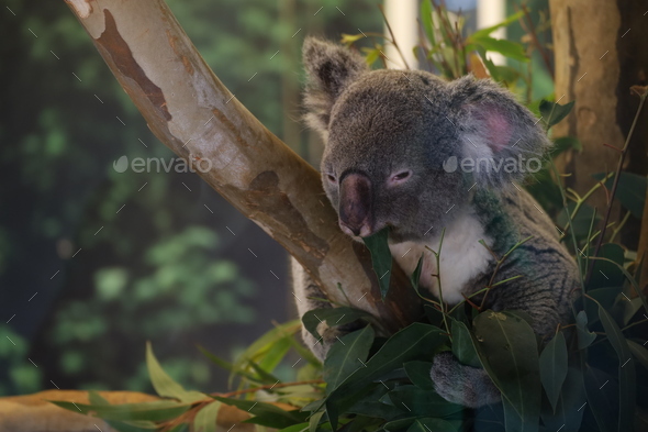 Koala eating leaves in Kansas City Zoo in Missouri, the USA