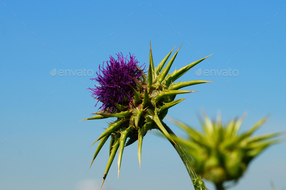 Blossom of a milk thistle