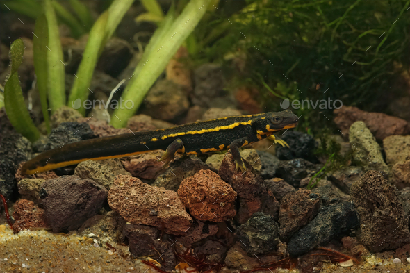 Closeup of a colorful juvenile of the endangered Sworttailed newt (Cynops ensicauda) - Stock Photo - Images