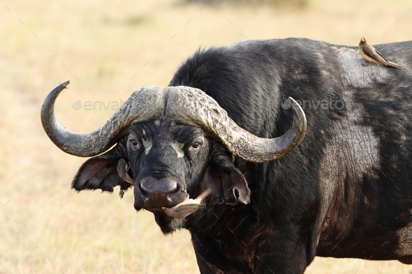 Small birds flying near a big muddy black buffalo captured in the African jungles