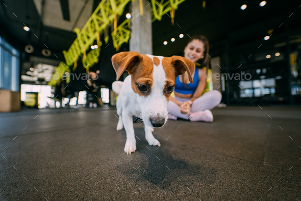 cute small jack russell dog lying on a yoga mat at home with her