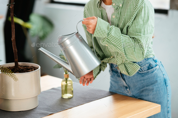Young woman pouring water in flower pot with indoor houseplant from watering can. - Stock Photo - Images