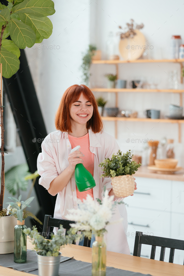 Woman spraying water on houseplants in flower pots by sprayer. - Stock Photo - Images