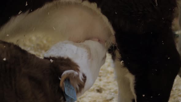 Cute Brown and White Calf Drinking Milk From Mother Cow Udder  Close Up
