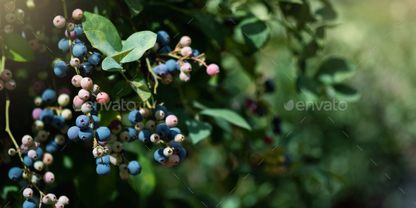 Ripe blueberries are ready for collection, close-up. Fresh organic blueberries on the Bush. Bright