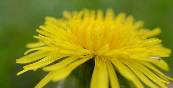 Dandelion alt