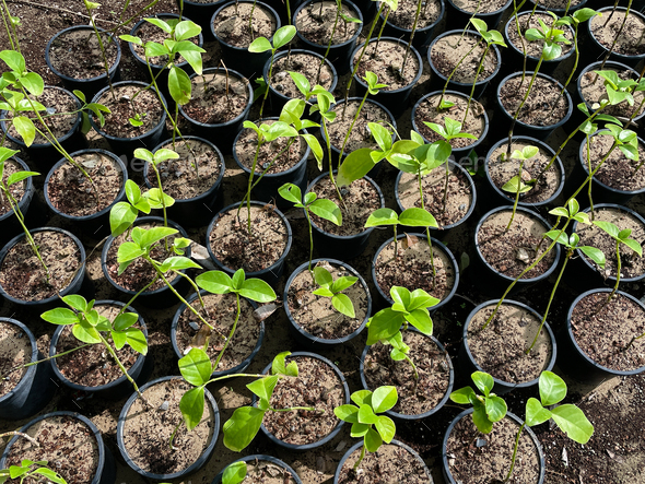 Plants lined up in the nursery - Stock Photo - Images