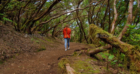 Hiking girl tracking walking along the Anaga natural park, green forest in Tenerife. Canary islands