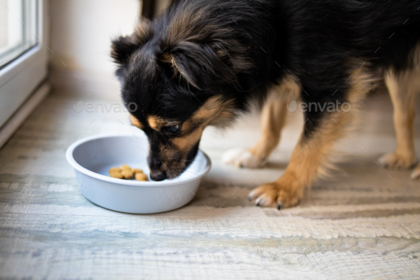 Feeding dog, he don\'t like food. Black Tolling Retriever eating granule from bowl at home.