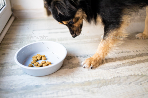 Feeding dog, he don\'t like food. Black Tolling Retriever eating granule from bowl at home.