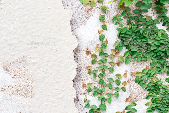 Creeper plant on a wall, Stock image