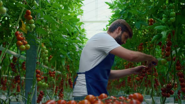 Plantation Worker Collecting Tomatoes in Organic Nature Greenhouse Walking alt