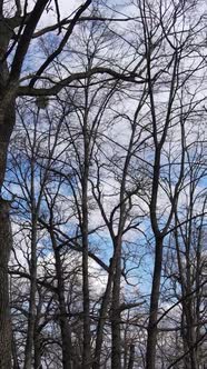 Vertical Video of the Forest with Trees Without Leaves alt