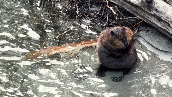 A fat North American Beaver scratches its left side then its right side while resting on the bank of alt