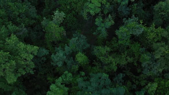 Africa Mali Forest Top View